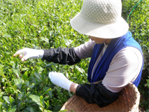 富士山麓の銘茶